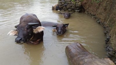 Pengusaha Ternak di Pamalang, Ungkap Wajib Kerbau Mandi Tiga Kali Sehari, Ini Alasannya
