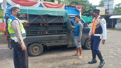 Tidak Dilengkapi Surat Sehat, 10 Ekor Sapi Digagalkan Memasuki Wilayah Hukum Polres Sukabumi Kota