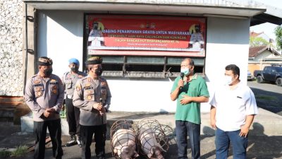 Bagikan Daging Gratis Jelang Hari Raya Galungan, Secara Simbolis Kapolresta Denpasar Serahkan Dua Ekor Babi