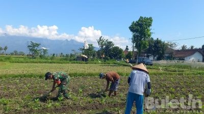 Babinsa Kodim Bondowoso Beri Motivasi Petani Tembakau