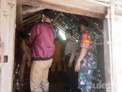 Bersama Mantri Hewan Babinsa Posramil Pakem Cek Kesehatan Hewan Ternak Warga Binaan