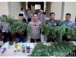 Ladang Ganja Sekitar 10 Hektar di Temukan Polres Cianjur di Atas Bukit yang Jauh dari Permukiman Warga
