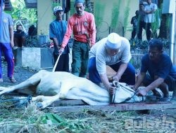 Keluarga Besar Polres Sukabumi Gelar Shalat Idul Adha dan Pemotongan Hewan Qurban di Mapolres Sukabumi