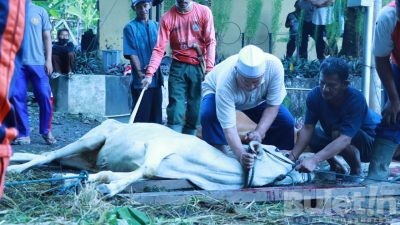 Keluarga Besar Polres Sukabumi Gelar Shalat Idul Adha dan Pemotongan Hewan Qurban di Mapolres Sukabumi