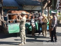Lakukan Pemeriksaan Hewan Ternak, Pemkab Bersama Polres Bondowoso Cegah PMK
