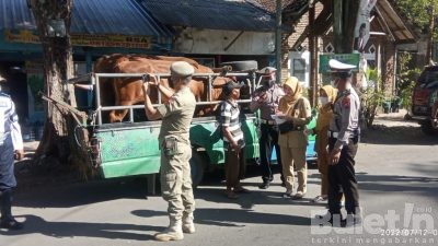 Lakukan Pemeriksaan Hewan Ternak, Pemkab Bersama Polres Bondowoso Cegah PMK