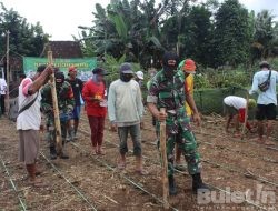 Manfaatkan Lahan Tidur, Dandim 0825/Banyuwangi Pimpin Penanaman Secara Serentak