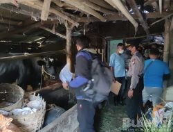 Polres Batu Terjunkan Tim Vaksinator Cegah Penyebaran Wabah PMK
