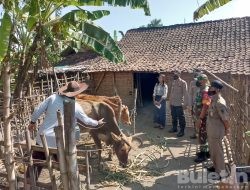 Antisipasi Penyebaran PMK, Polresta Mojokerto Gencar Vaksinasi Hewan Ternak