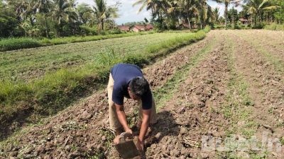Petani Menjerit, HKTI Jember Protes Pemerintah Adanya Pembatasan Pupuk Bersubsidi
