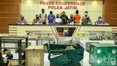 Polda Jatim Bongkar Praktik Jual Beli Satwa Dilindungi dan Amankan 304 Satwa