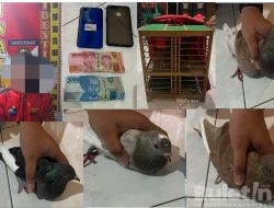 Balap Merpati di Botolinggo Dibubarkan Polisi, Satu Orang Diamankan