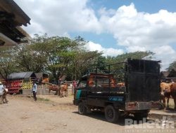 Sepinya Aktifitas Jual Beli di Pasar Hewan Glenmore Sangat Terasa