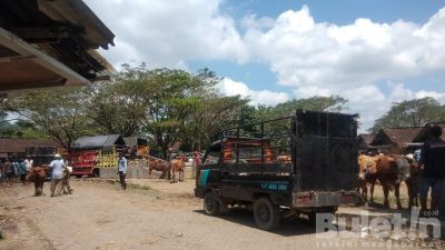 Sepinya Aktifitas Jual Beli di Pasar Hewan Glenmore Sangat Terasa