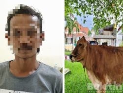 Gondol Sapi Coklat, Pria Asal Jember Dibekuk Satreskrim Polres Bondowoso