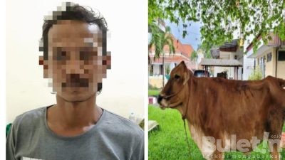 Gondol Sapi Coklat, Pria Asal Jember Dibekuk Satreskrim Polres Bondowoso