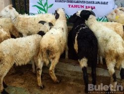 Domba( Kambing ) Program Ketahanan Pangan Dana Desa Cimanggu Kecamatan Cibeber Cianjur Diduga Tidak Jelas