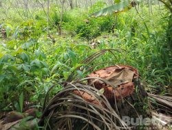 Waduh, Diduga Kadus Nganjuk’an Jual Pohon Kelapa di TKD Tanpa Lampiran Surat dari Desa