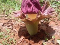 Penemuan Bunga Langka ( Raflesia Arnoldi ) di Kebun Warga Desa Sukamanah Cianjur