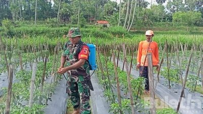 Tingkatkan Hasil Produktivitas Petani Cabai, Babinsa Posramil 0826-12 Kadur Bantu Pemupukan