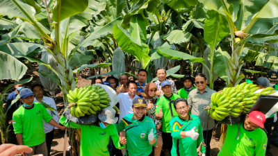 Kemendes PDTT dan Wagub Jatim Kunjungi Panen Perdana Pisang Cavendish di Bondowoso