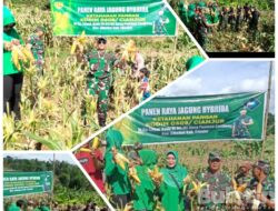 PanenRaya Jagung Dilaksanakan Koramil Cibeber Cianjur