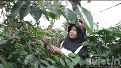 Desa Devisa Kopi Gayo Ciptakan Emas Hitam dari Barat Indonesia