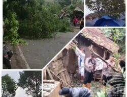 Akibat Angin Kencang, Sejumlah Pohon di Cianjur Tumbung