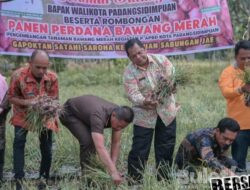 Wali Kota Padang Sidempuan Panen Perdana Bawang Merah di Sabungan Jae