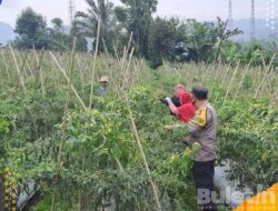 Dukung Ketahanan Pangan Bhabinkamtibmas Polsek Sukanagara Cianjur Sambangi kebun Warga