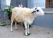 Program CSR Idul Adha KHAS Malioboro Hotel dan KHAS Tugu Hotel serahkan Hewan Kurban