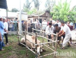 Pemkab Tapsel Bersama Para Pemangku Kepentingan Tebarkan Hewan Kurban di 15 Kecamatan