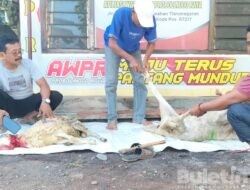 Merayakan Idul Adha dengan Berbagi Kepada Sesama, AWPR Laksanakan Pemotongan Hewan Qurban