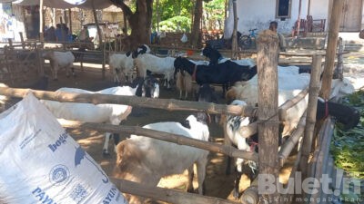 Jelang Idul Adha 2023, Peternak Kambing di Pamekasan Panen Pesanan, Disediakan Hingga 150 Ekor