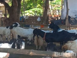 Jelang Idul Adha 2023, DKPP Kabupaten Pamekasan Lakukan Pemeriksaan Hewan Kurban