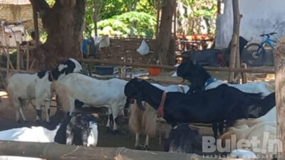 Jelang Idul Adha 2023, DKPP Kabupaten Pamekasan Lakukan Pemeriksaan Hewan Kurban