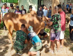 Momen Idul Adha 1444 H, Kodim 0826/Pamekasan Potong dan Bagikan Hewan Kurban Sapi dan Kambing