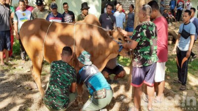 Momen Idul Adha 1444 H, Kodim 0826/Pamekasan Potong dan Bagikan Hewan Kurban Sapi dan Kambing