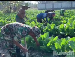 Bantu Petani Rawat Tembakau, Personil Kodim Pamekasan Sarankan Tak Berlebihan Gunakan Pupuk Kimia
