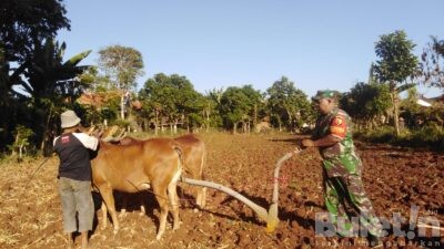 Agar TNI Semakin Dekat dengan Masyarakat, Babinsa Desa Sana Daja, Pamekasan Bantu Warga Bajak Sawah Gunakan Sapi