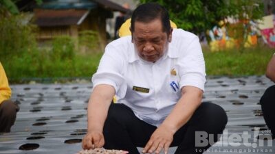 Wali Kota Padangsidimpuan Tanam Bawang Merah Perdana di Desa Sabungan Sipabangun