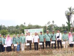 Bupati Tapsel Panen Perdana Bawang Merah bersama Koptan Tunas Muda Arse