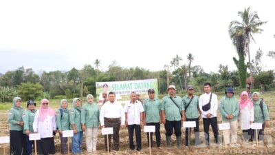 Bupati Tapsel Panen Perdana Bawang Merah bersama Koptan Tunas Muda Arse