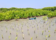Kolaborasi dengan 4 Brand dan UMKM, LindungiHutan Rehabilitasi Hutan Mangrove dengan Tanam 375 Pohon di Jawa Tengah
