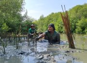 Lakukan Penanaman 4.596 Mangrove di Semarang, LindungiHutan Gandeng Masyarakat Lokal