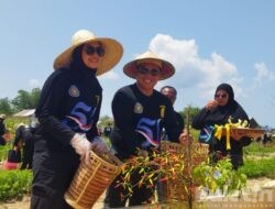 Ketua Tim HKG se-Provinsi Malut bersama Bupati Taliabu Gelar Panen Raya