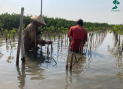 Cegah Abrasi dan Pemanasan Global, LindungiHutan dan 5 Brand Lokal Tanam 588 Mangrove di Mangunharjo, Semarang