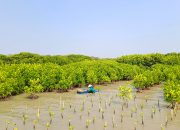 Ide Kreatif Program CSR Lingkungan untuk Perusahaan Anda