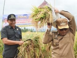 Pj. Wali Kota Panen Raya Padi Sawah di Desa Huta Padang Padangsidimpuan Tenggara