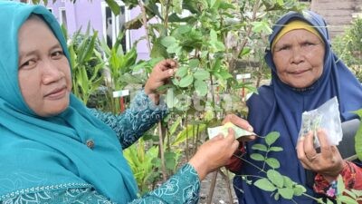 Tanaman Obat Keluarga PKK Desa Sipangko Sumber Kesehatan Warga